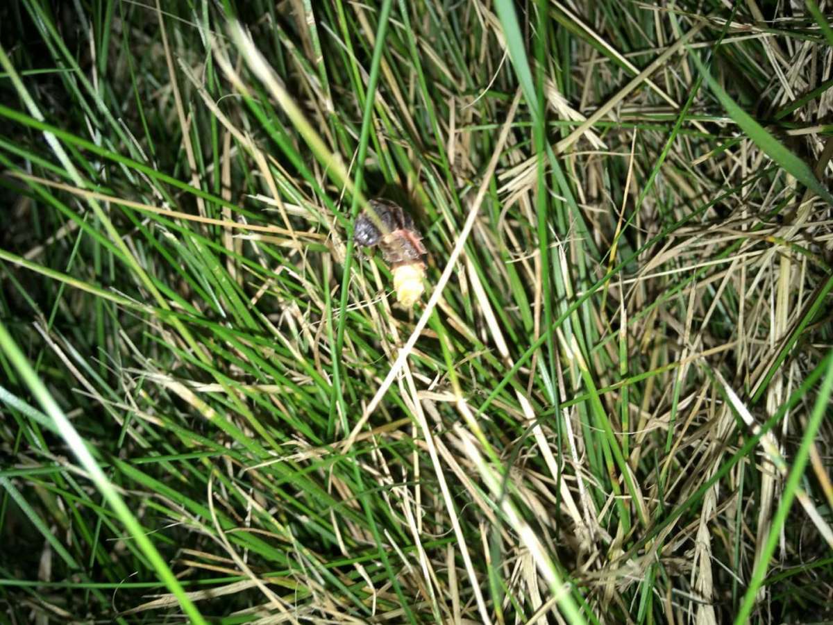 a glow worm amongst the grasses on Monkwood Green Common